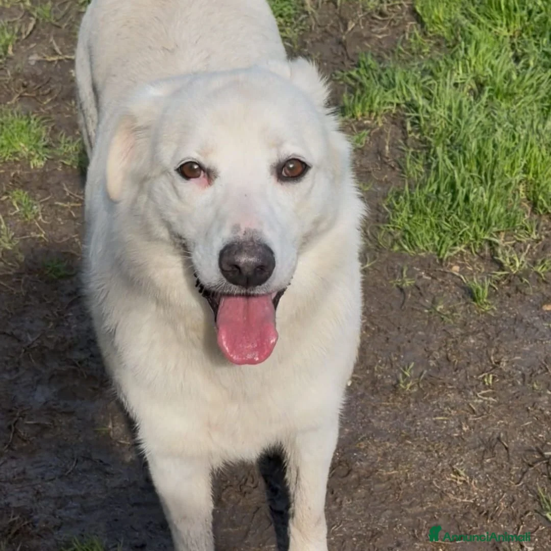 Meticcio cani in regalo: WILMA 🩷-dolcissima nuvola bianca, nessuno chiama a Città Metropolitana di Firenze - Annuncio 4