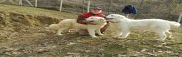 Pastore Maremmano cani in vendita: Spettacolari cuccioli di Pastore Abruzzese  - Annuncio 9