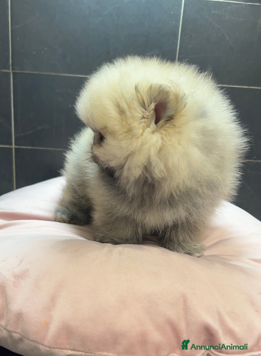 Volpino Pomerania cani in vendita: Pomerania Spitz Toy nano  - Annuncio 4