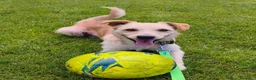 Meticcio cani in regalo: CHECCO legato ad un palo... tg mediopicc. a Città Metropolitana di Bologna - Annuncio 5