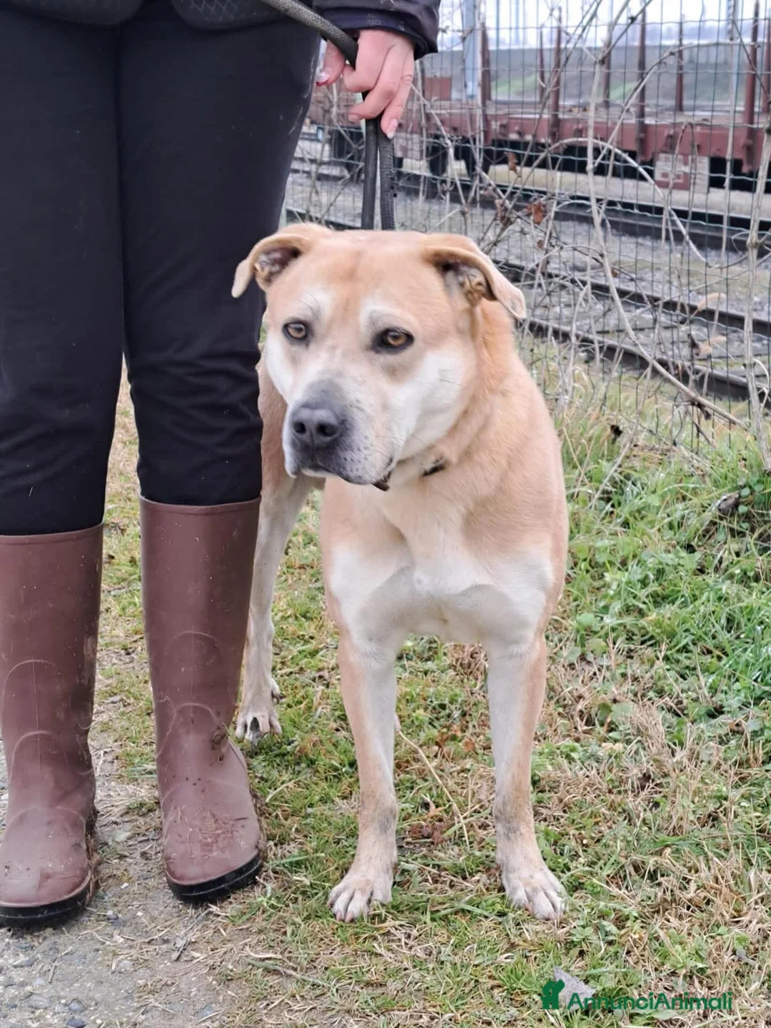Meticcio cani in regalo:  ⚠️ FERMATI UN ATTIMO A LEGGERE ⚠️ - Annuncio 2