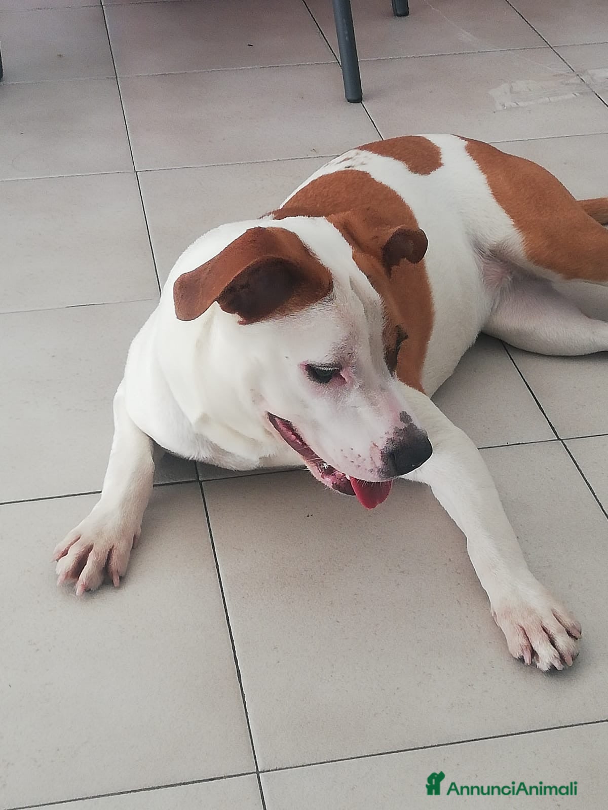 American Staffordshire cani Vendo american amstaff  - Annuncio 7