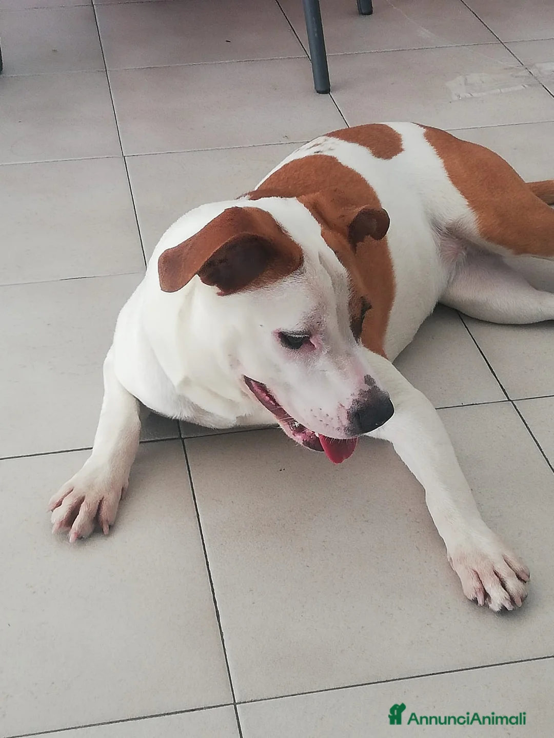 American Staffordshire cani in vendita: Vendo american amstaff  - Annuncio 1
