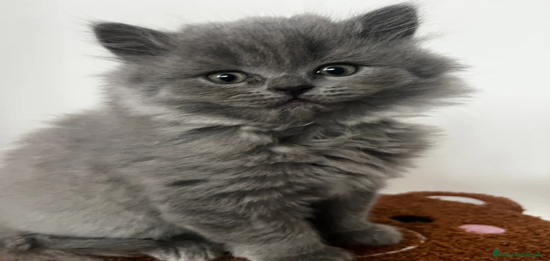 Immagine della galleria {{count}}