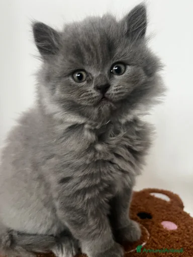 Immagine della galleria {{count}}