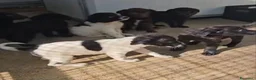 Meticcio cani in regalo: Alan: 2 mesi taglia contenuta  - Annuncio 3
