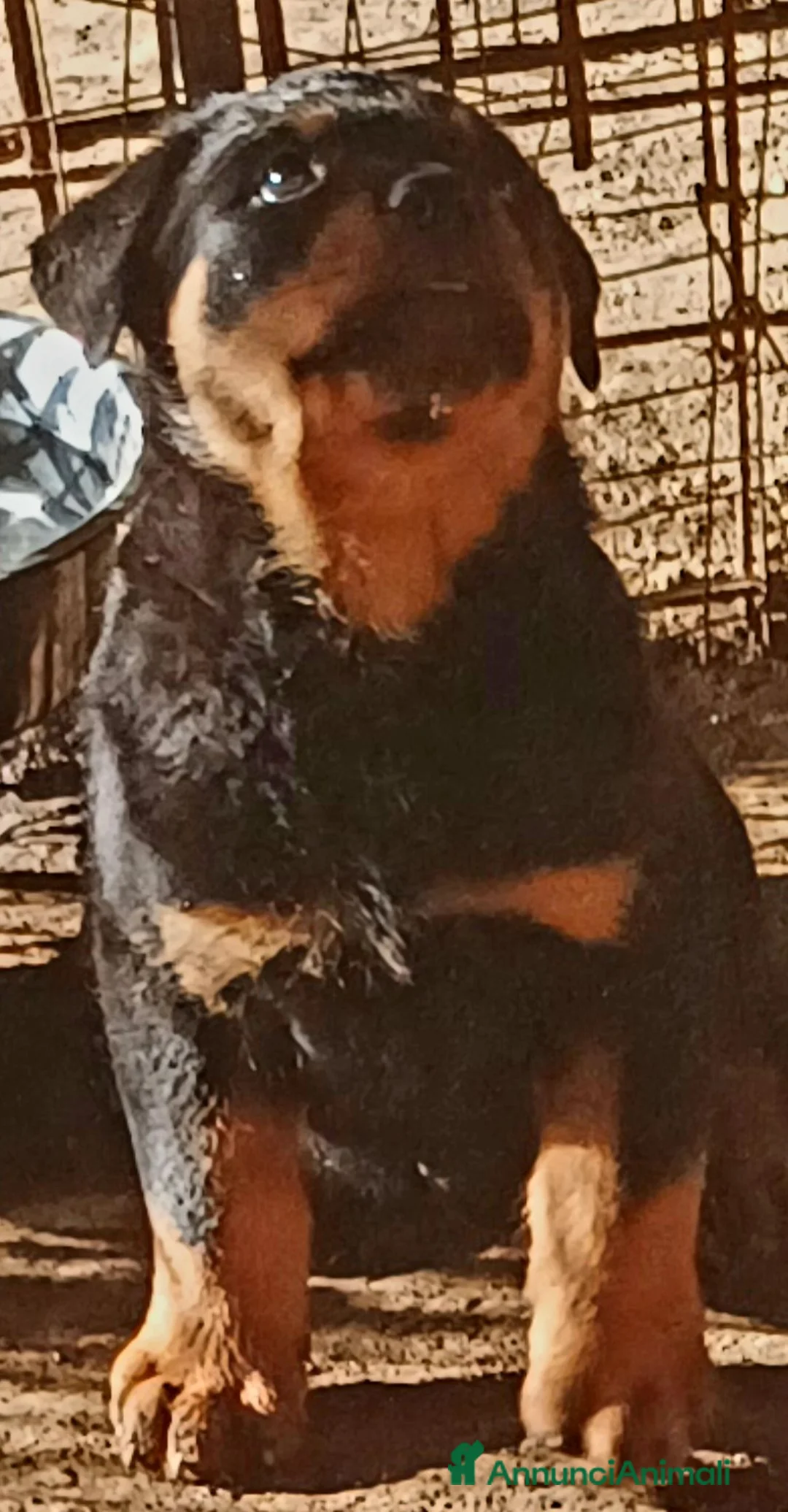 Rottweiler cani in vendita: Cuccioli rottweiler  - Annuncio 1