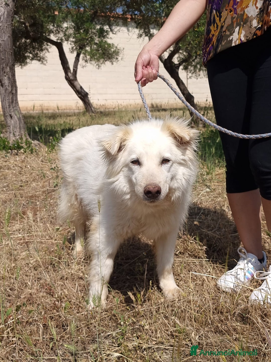 Meticcio cani in regalo: Nonna Penny Cerca Famiglia. Info Monica 3890238584 - Annuncio 5