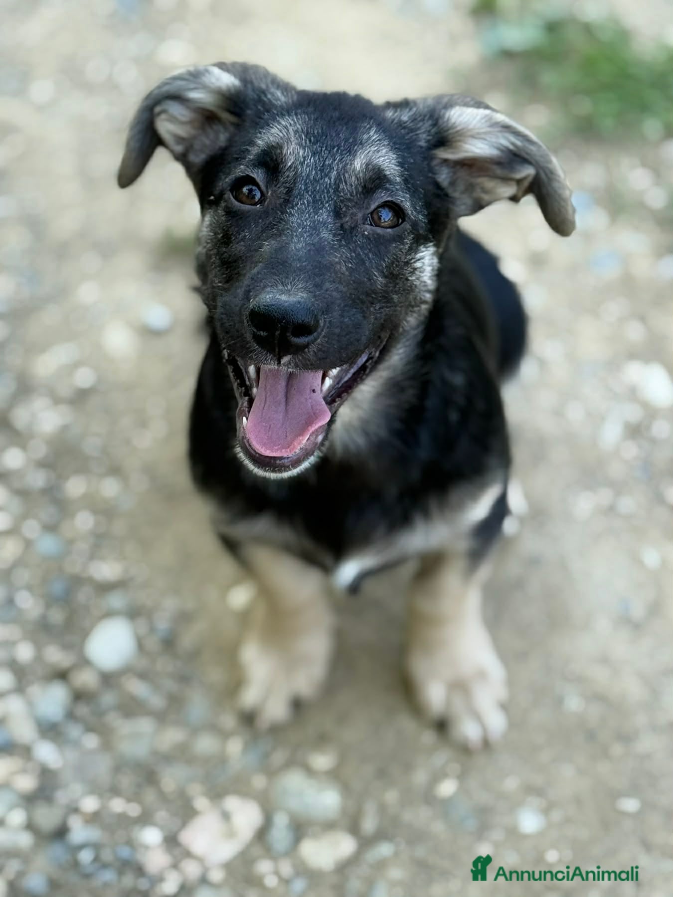 Meticcio cani in regalo: VITA, simpaticissima cucciolotta! TG MEDIO PICCOLA - Annuncio 6