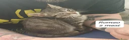 Europeo gatti in regalo: Gattini destinati alla colonia  a Provincia di Ferrara - Annuncio 5