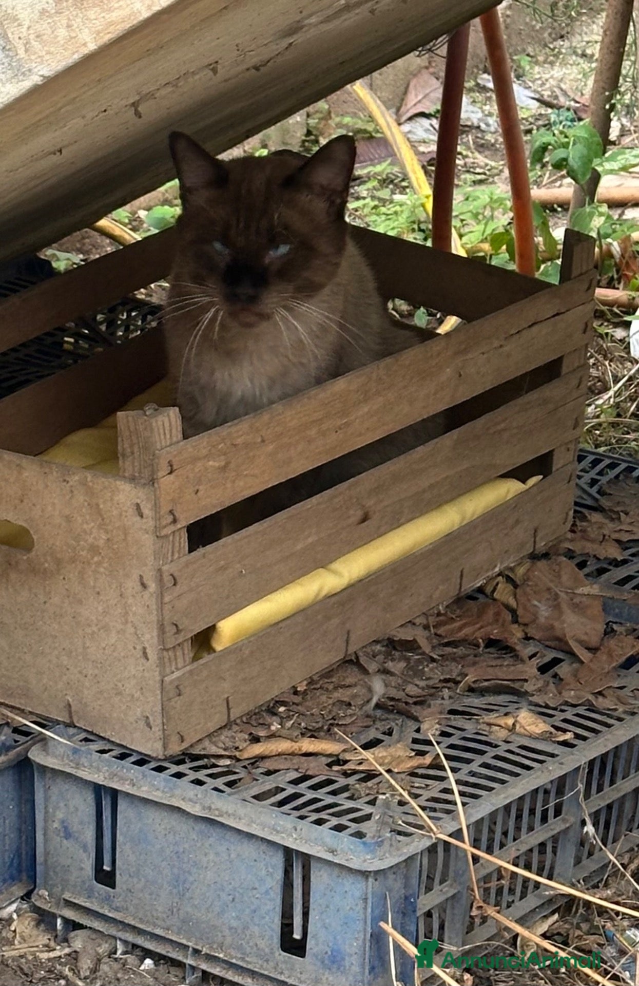 Siamese gatti Siamese originale  - Annuncio 2