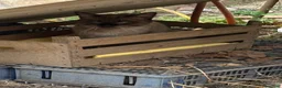 Siamese gatti in regalo: Siamese originale  - Annuncio 1