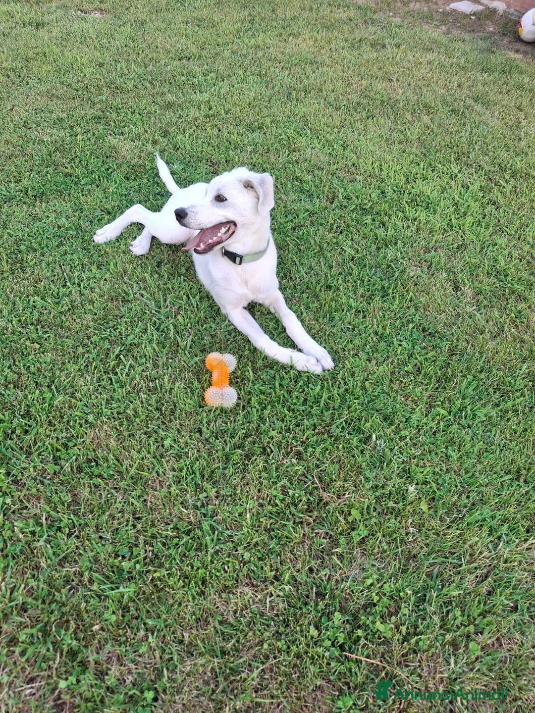 Meticcio cani in regalo: YOSHI 💙 quel sorriso merita una famiglia 😍😍 a Provincia di Brescia - Annuncio 7