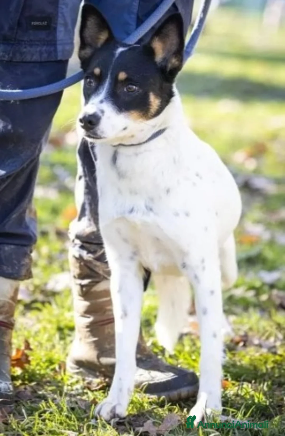 Meticcio cani in regalo: 3anni femmina la reclusione l'ha resa paurosa.VAR a Città metropolitana di Milano - Annuncio 1