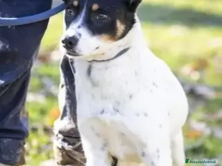Meticcio cani 3anni femmina la reclusione l'ha resa paurosa.VAR a Città metropolitana di Milano - Annuncio 2