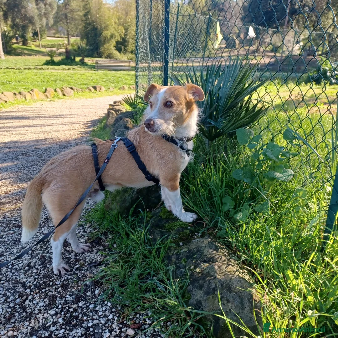 Meticcio cani in regalo: CLIP UN CANE VERAMENTE SFORTUNATO, IN ADOZIONE - Annuncio 4