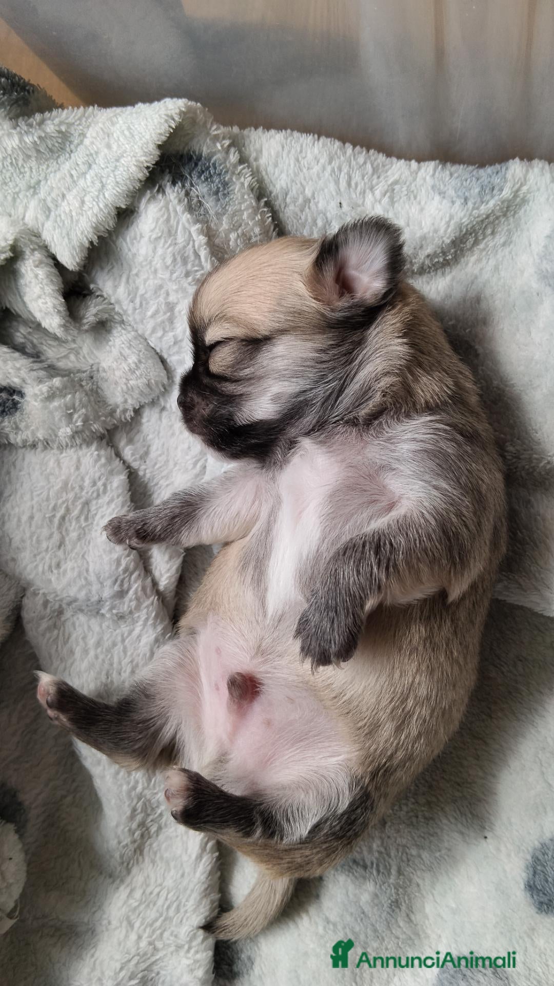 Chihuahua cani Cuccioli Chihuahua pelo lungo con pedigree Enci  - Annuncio 10