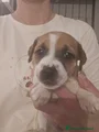 Jack Russell Cucciolo 3