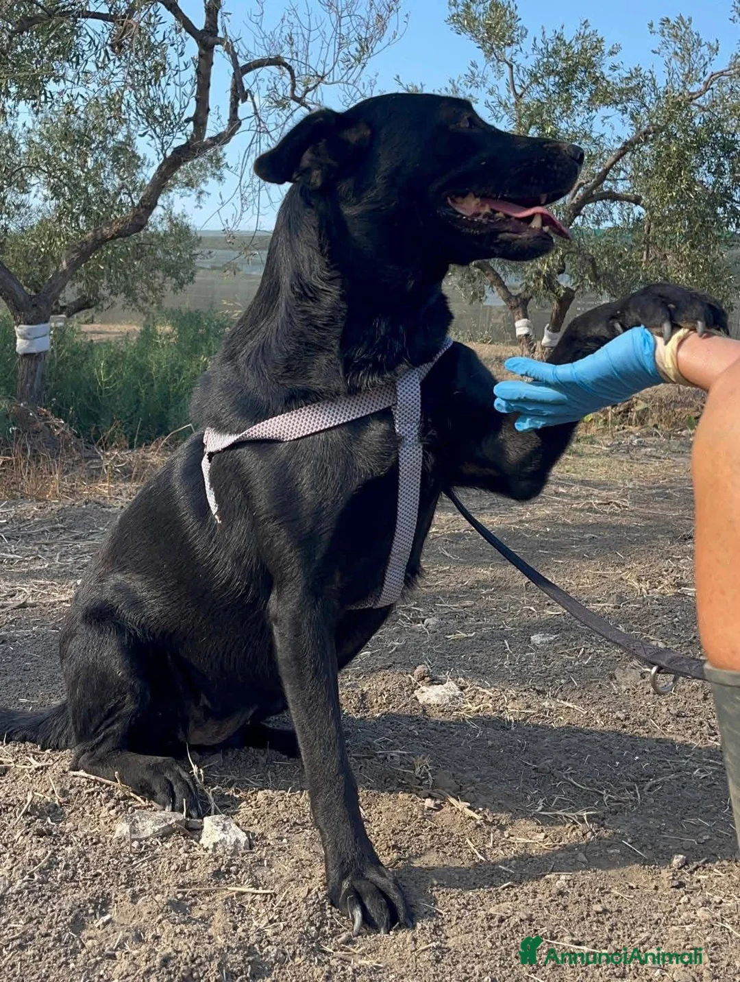 Labrador cani in regalo: Diana - Annuncio 7