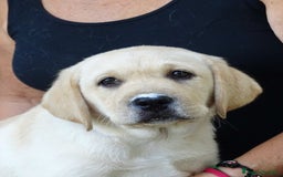 Labrador cani in vendita: Cuccioli di Labrador Retriever a Provincia di Prato - Immagine 3