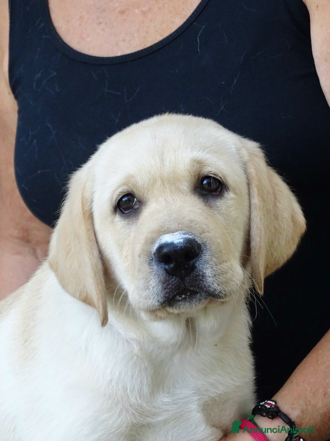 Labrador cani in vendita: Cuccioli di Labrador Retriever a Provincia di Prato - Immagine 3