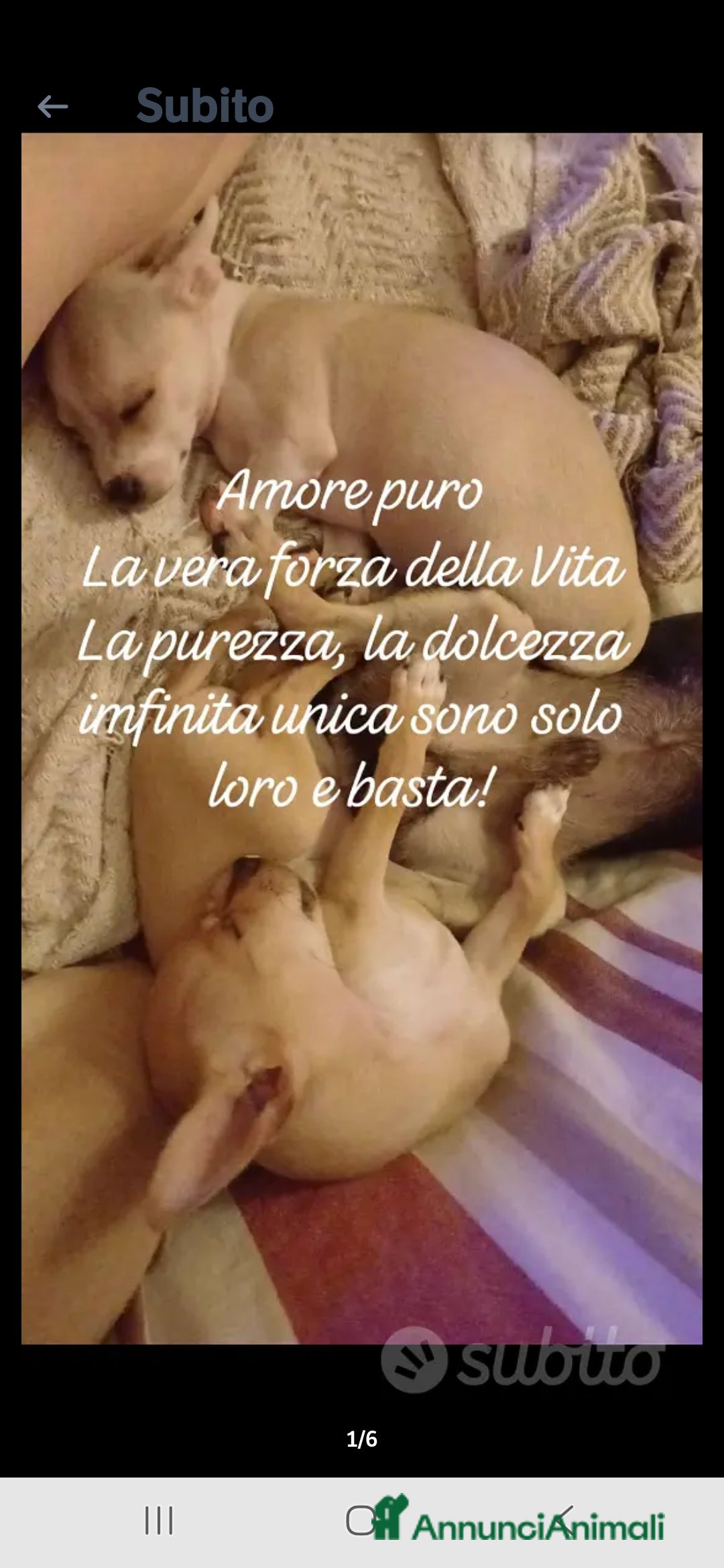 Chihuahua cani Chihuahua cucciolina davvero bella - Annuncio 18