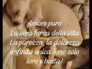 Chihuahua cani Chihuahua cucciolina davvero bella - Annuncio 18