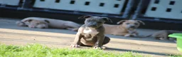 Pitbull cani in vendita: Cuccioli Pit Bull pronta consegna anche a rate - Annuncio 6