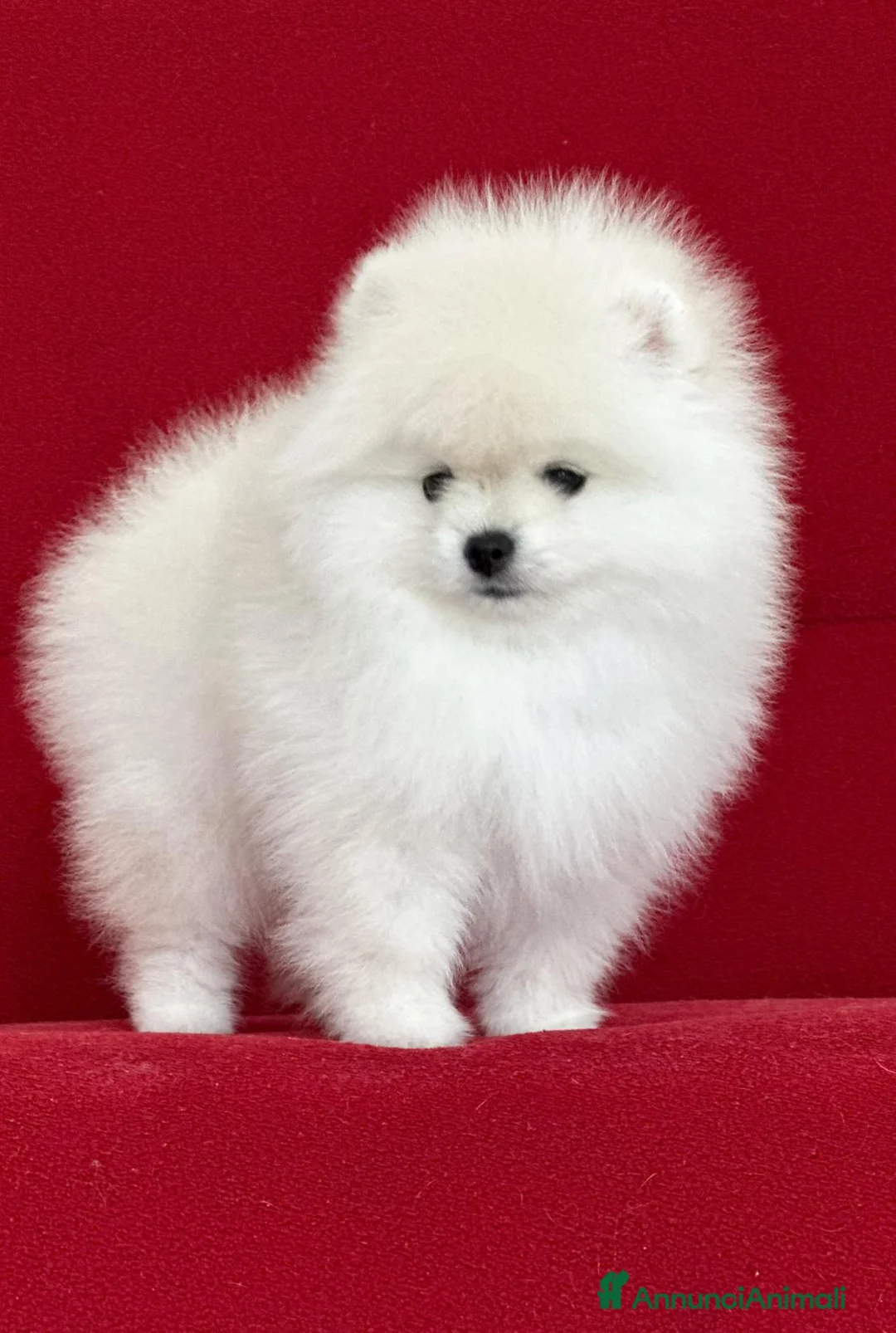 Volpino Pomerania cani in vendita: Femmine di Pomerania - Annuncio 3