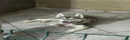 Husky cani in vendita: Husky di 4mesi - Annuncio 5