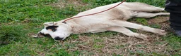 Meticcio cani in regalo: LO SPLENDIDO ARAMIS ASPETTA LA SUA FAMIGLIA - Annuncio 4