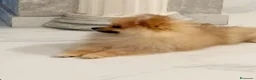 Spitz cani in vendita: Spitz pomerania a Città metropolitana di Catania - Annuncio 3