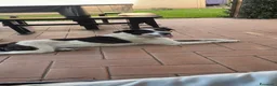 Meticcio cani in regalo: Regalasi cane taglia media a Provincia di Perugia - Annuncio 2