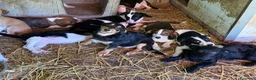 Meticcio cani in regalo: FELIX, il più simpatico del rifugio! TG PICCOLA - Annuncio 9