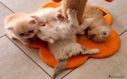 Persiano gatti in vendita: Splendidi cuccioli di gatto Persiano e Shorthair a Città Metropolitana di Cagliari - Immagine 5