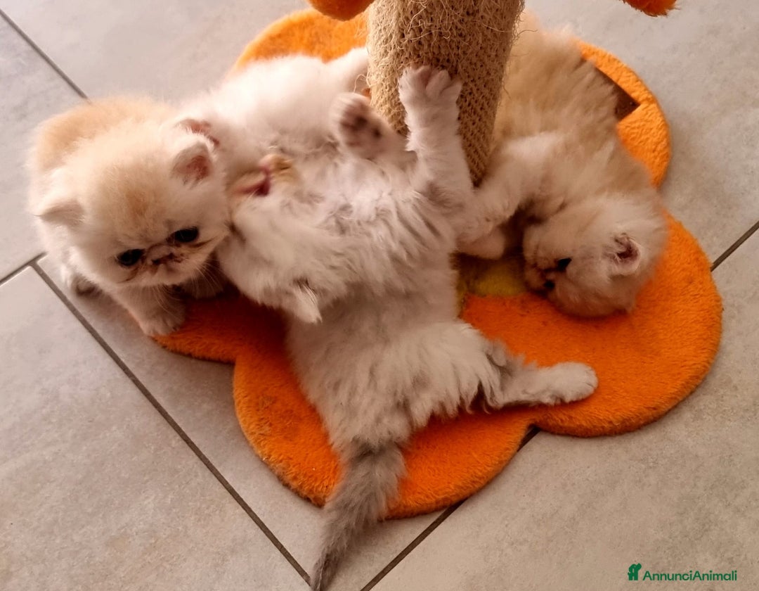 Persiano gatti in vendita: Splendidi cuccioli di gatto Persiano e Shorthair a Città Metropolitana di Cagliari - Immagine 5