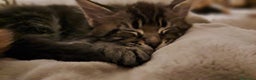 Maine Coon gatti in vendita: Cucciolo Maine coon - Annuncio 8