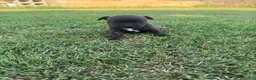Staffordshire cani in vendita: Stupendi Staffy - Annuncio 17