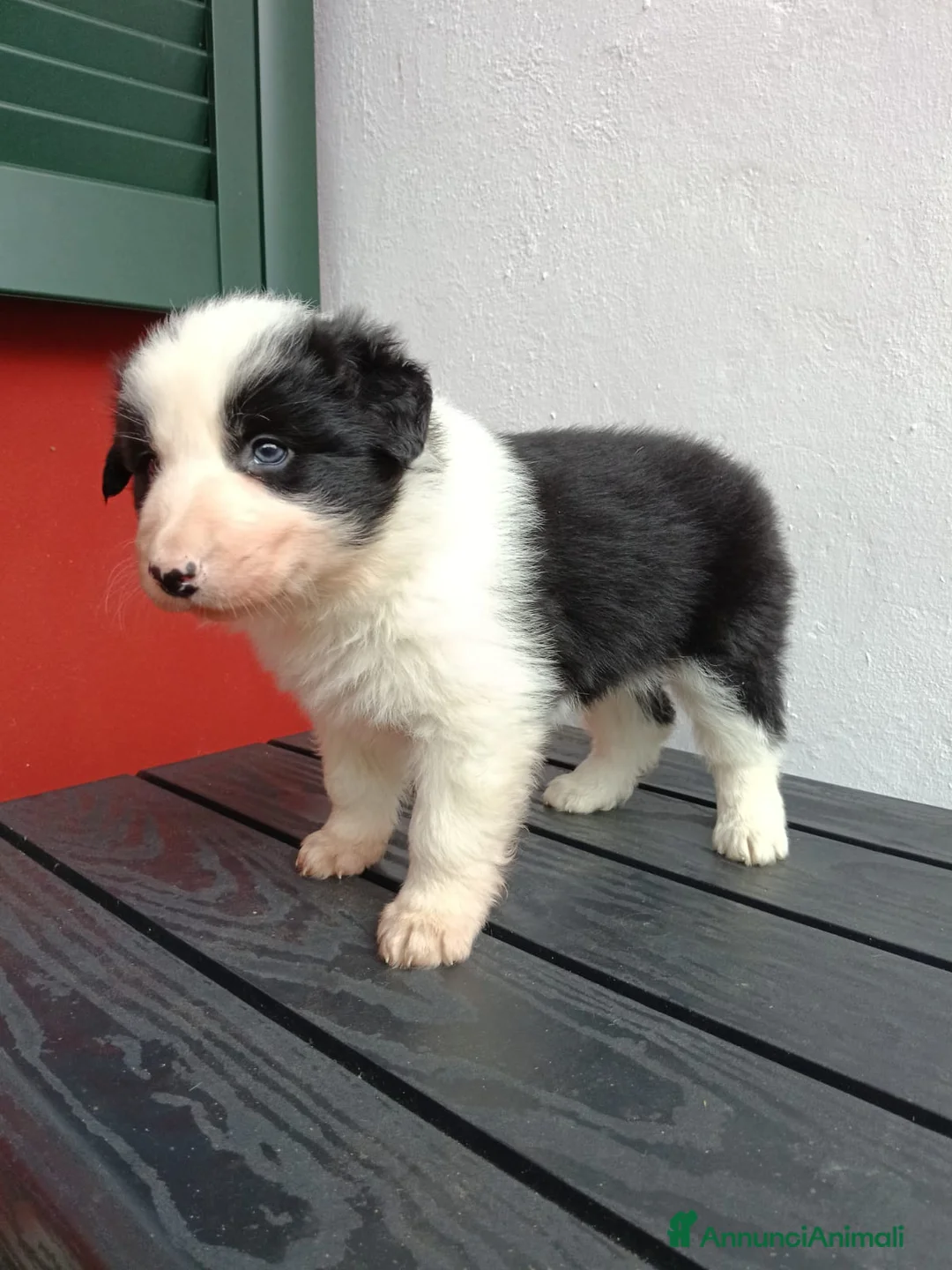 Border Collie cani in vendita: Cuccioli di Border Collie - Annuncio 5