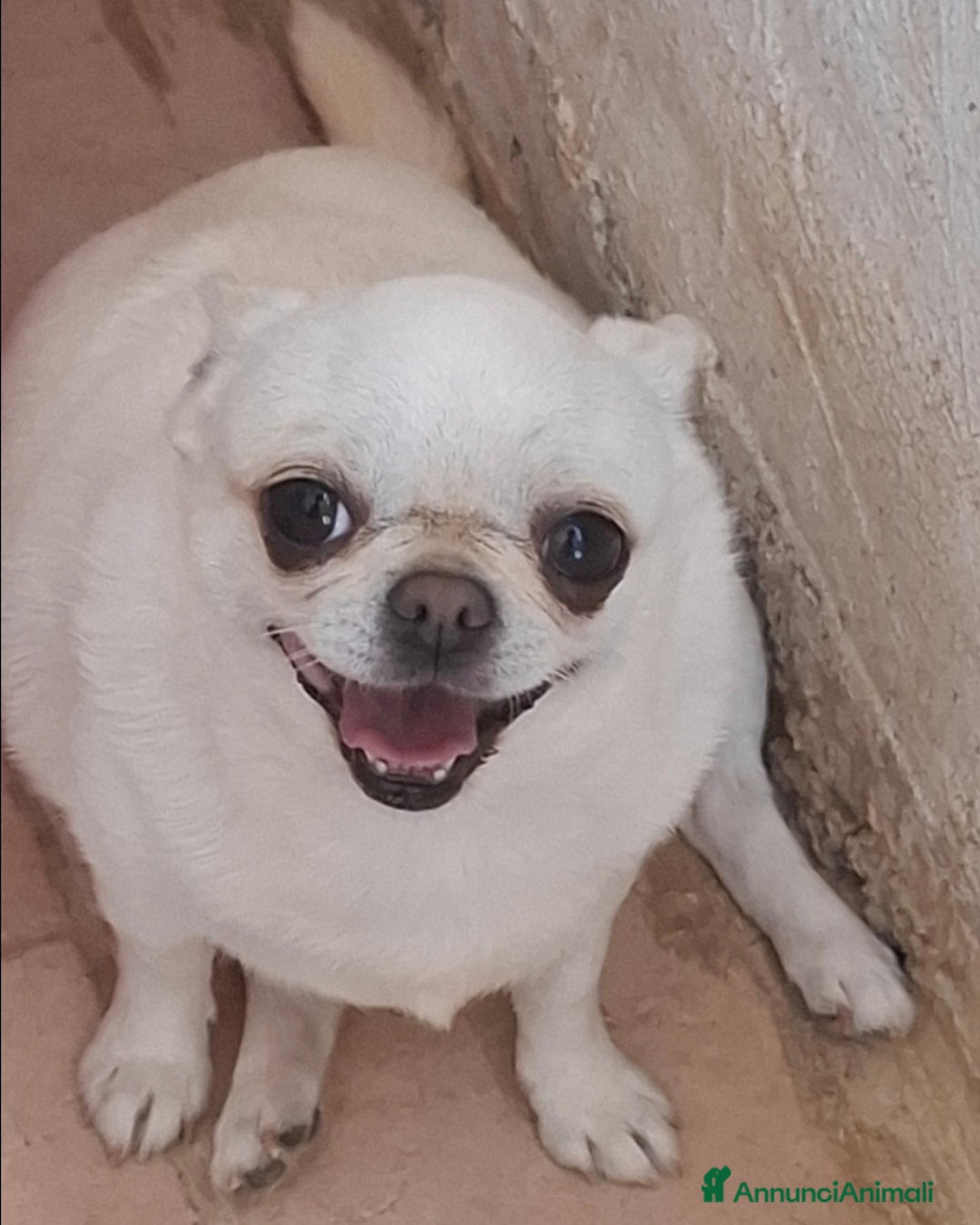 Chihuahua cani in vendita: Chihuahua femmina  a Città metropolitana di Roma Capitale - Immagine 2
