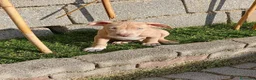 Pitbull cani in vendita: CUCCIOLATA AMERICAN PIT BULL TERRIER  ADBA - Annuncio 7