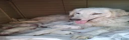 Pastore Abbruzzese Maremmano cani in regalo: Regalo pastore maremmano abbruzzese a Provincia di Taranto - Annuncio 2