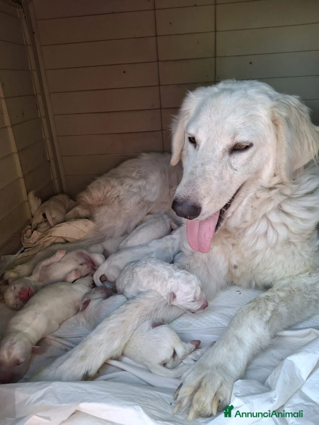 Pastore Abbruzzese Maremmano cani in regalo: Regalo pastore maremmano abbruzzese a Provincia di Taranto - Annuncio 2