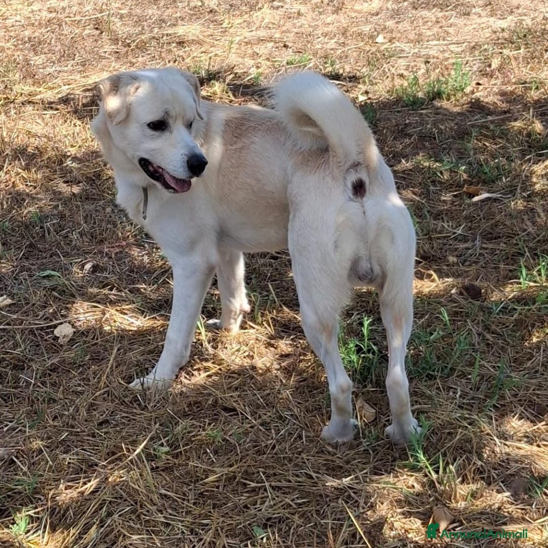 Meticcio cani in regalo: WATSON 💙 - dolcissimo, da troppo tempo in un box - Annuncio 3