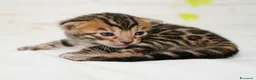 Bengala gatti in vendita: Cuccioli di Bengal o Bengala con Pedigree  - Annuncio 10