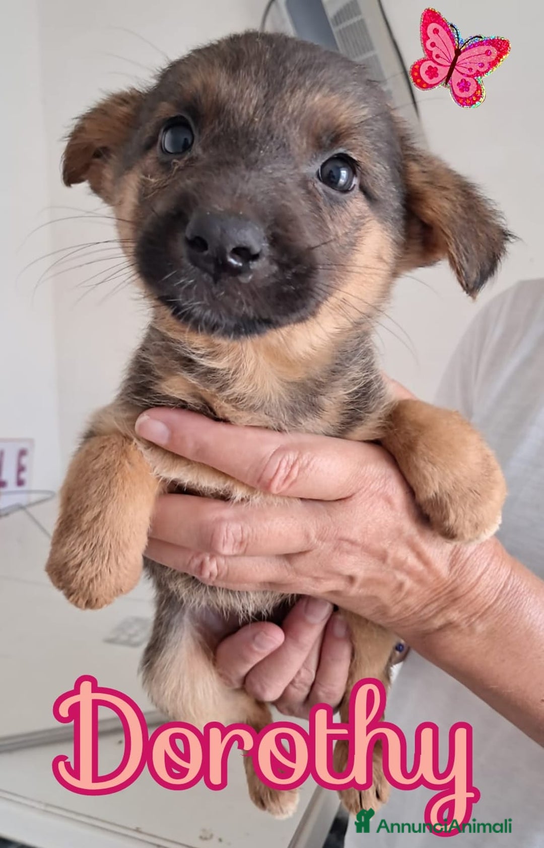 Meticcio cani in regalo: DOROTHY splendida signorinella - Annuncio 1