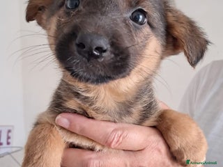 Meticcio cani DOROTHY splendida signorinella - Annuncio 42