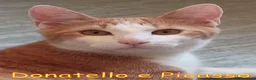 Europeo gatti in regalo: Donatello e Picasso gattini supercoccoli - Annuncio 10