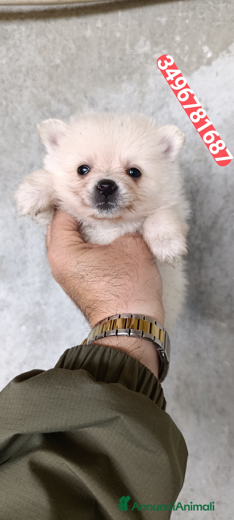 Spitz cani SPITZ TEDESCO PICCOLO batuffoline morbidose  - Annuncio 3
