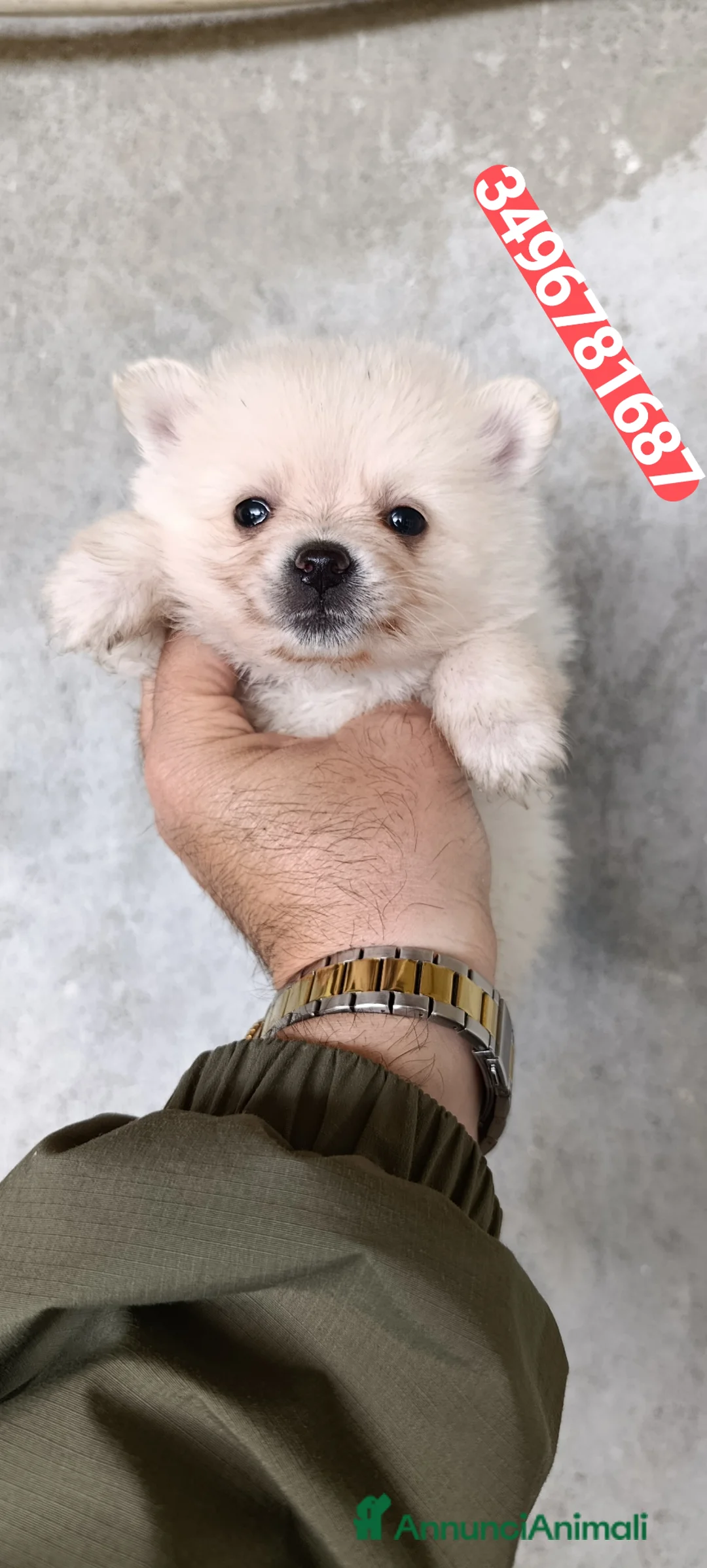 Spitz cani in vendita: SPITZ TEDESCO PICCOLO batuffoline morbidose  - Annuncio 1